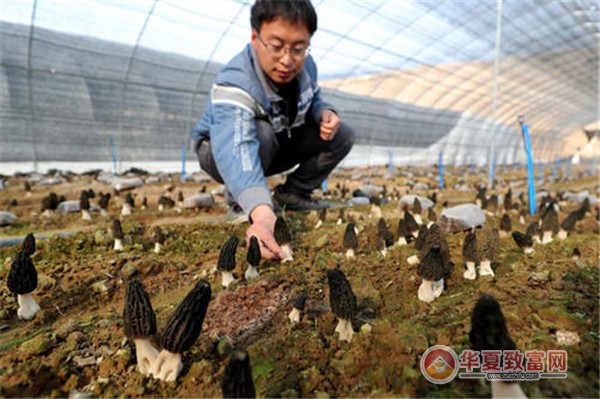 羊肚菌种植加盟